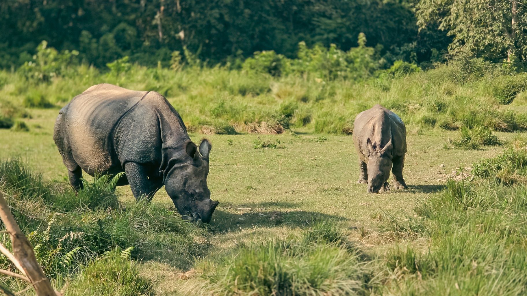 Siddhartha Wildlife Retreat thumbnail 14