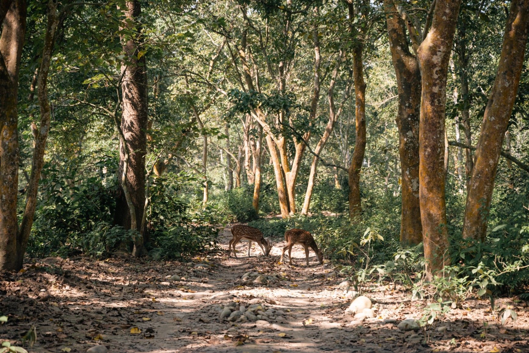 Siddhartha Wildlife Retreat thumbnail 9