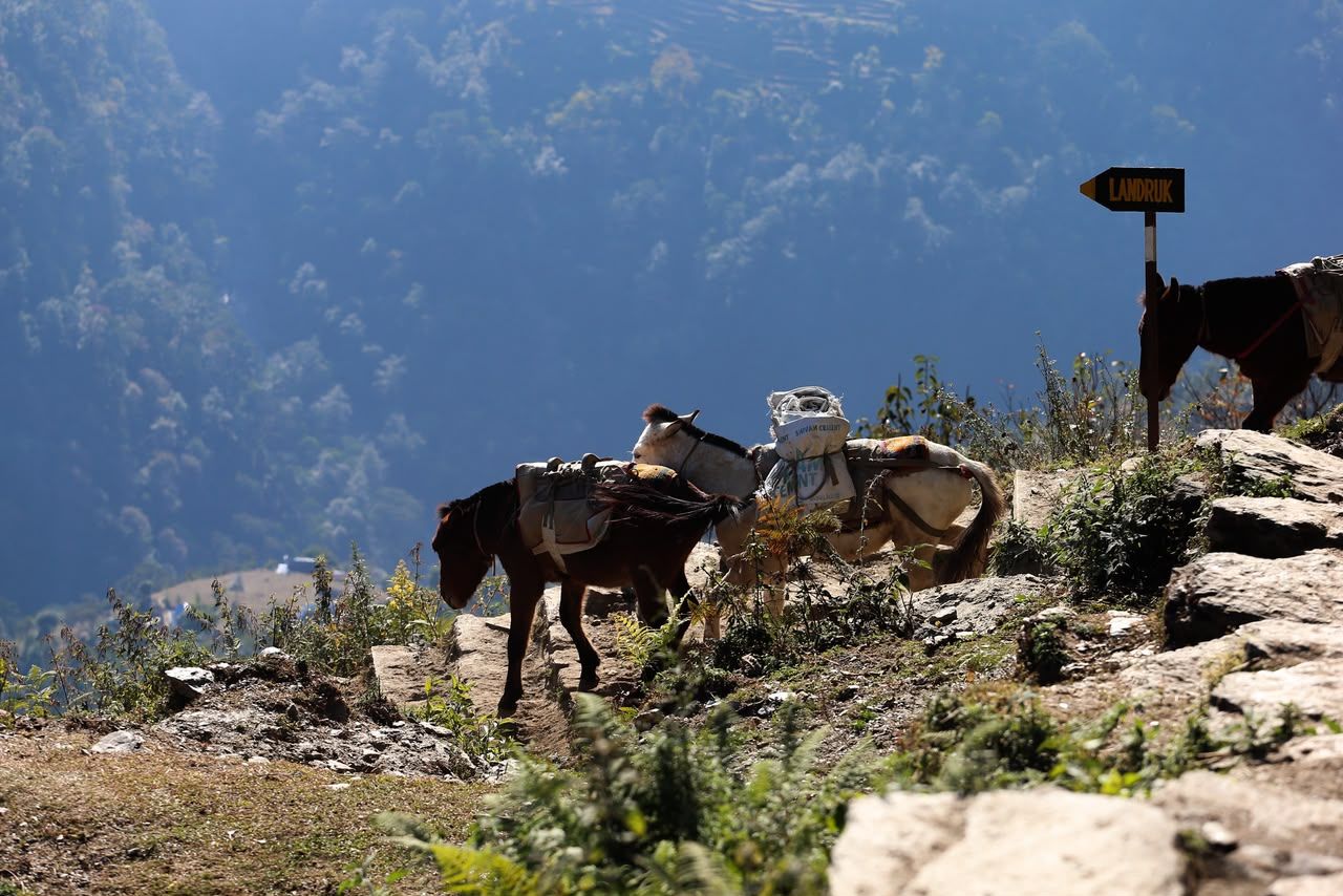 Mountain Lodges of Nepal - Ghandruk thumbnail 6