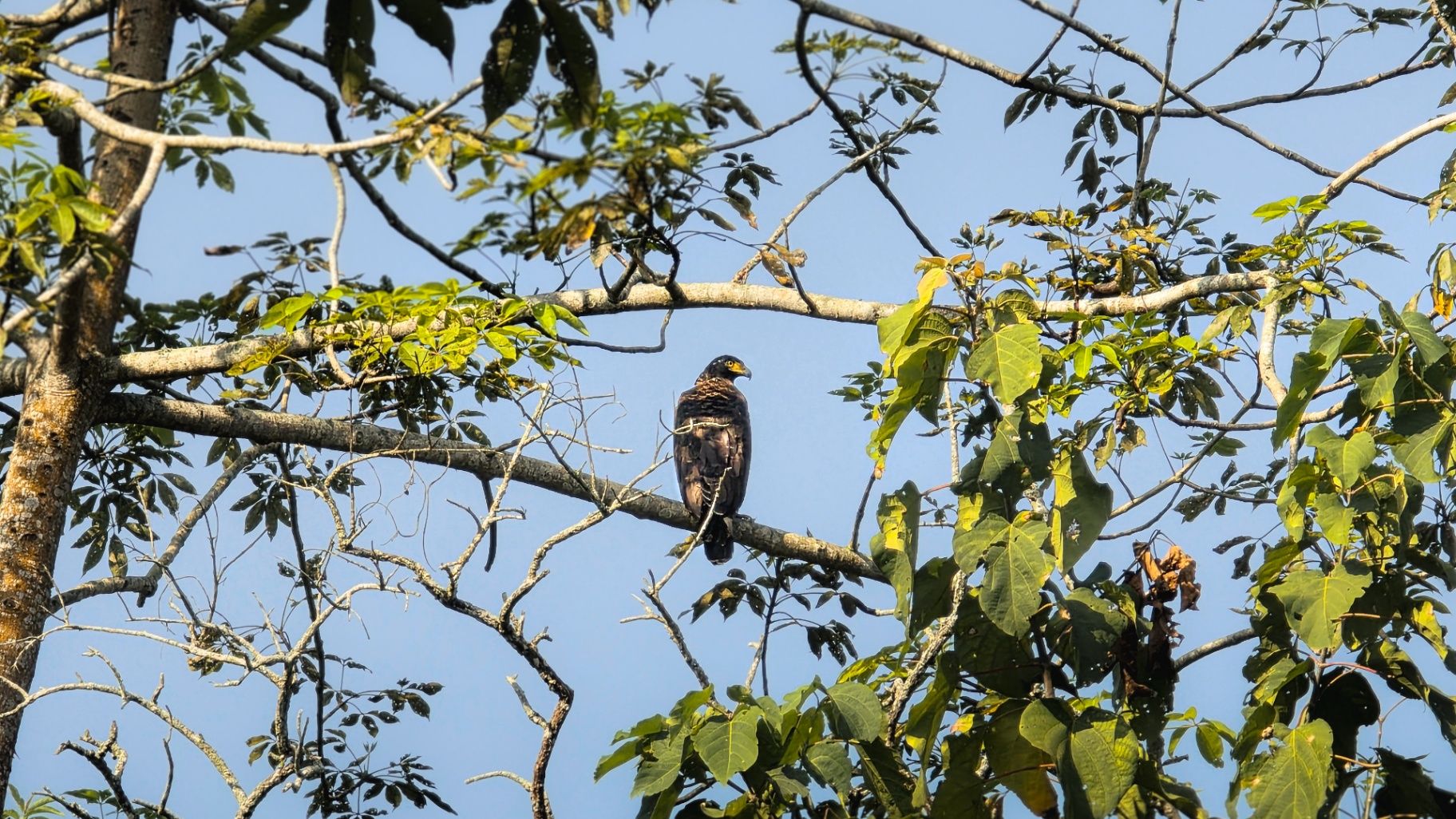 Siddhartha Wildlife Retreat thumbnail 8