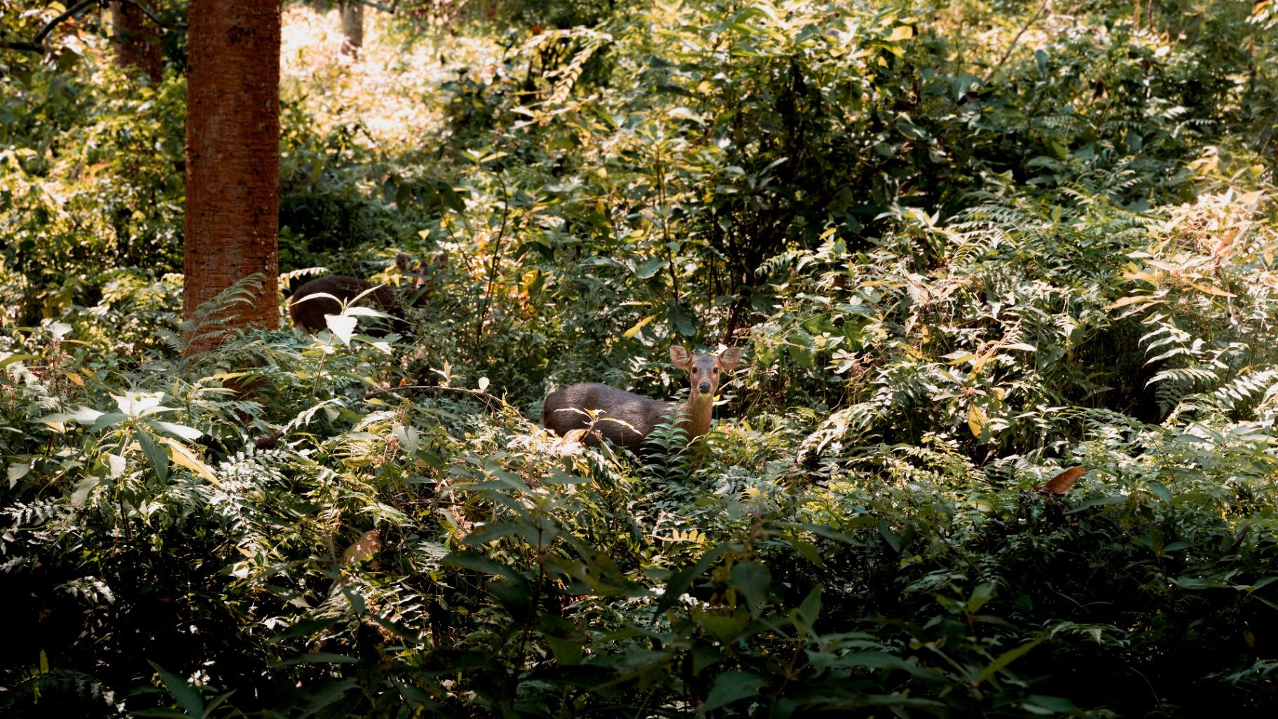 Siddhartha Wildlife Retreat thumbnail 13
